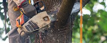 Best Tree Mulching  in Dublin, VA
