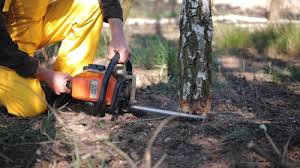 Best Fruit Tree Pruning  in Dublin, VA