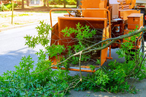 Organic Lawn Care Solutions in Dublin, VA