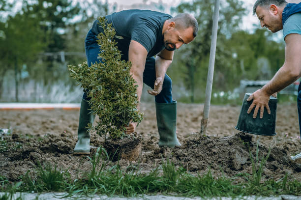 Best Lawn Irrigation Installation and Maintenance  in Dublin, VA