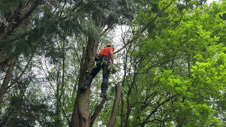 Reliable Dublin, VA Tree Services Solutions