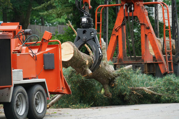 How Our Tree Care Process Works  in  Dublin, VA