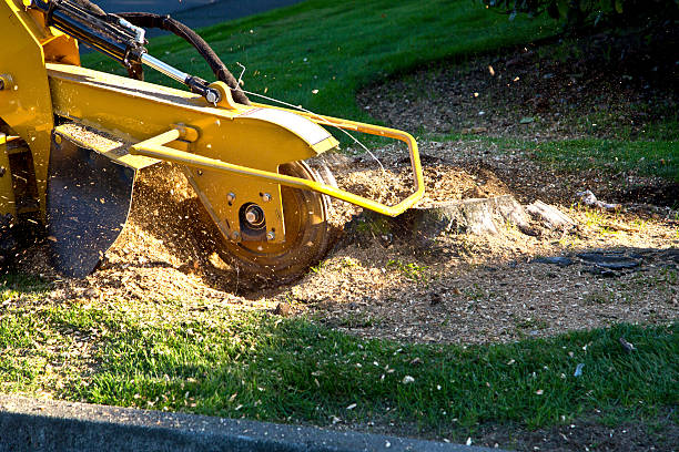 Best Hedge Trimming  in Dublin, VA