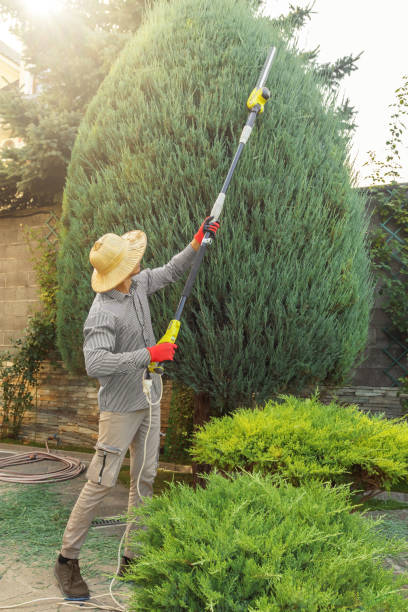 Best Grass Overseeding  in Dublin, VA