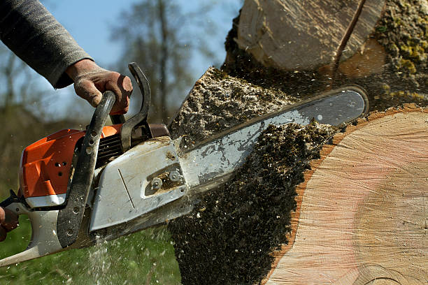 Best Lawn Renovation and Restoration  in Dublin, VA